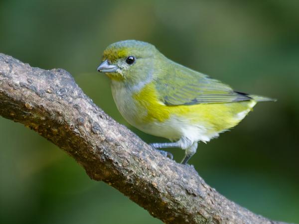 <h3><a href="/trips/costa-rica/biota/animalia/chordata/aves/040 passeriformes/121 fringillidae/euphonia hirundinacea/euphonia hirundinacea-nl.html">Euphonia&nbsp;hirundinacea</a> / Yellow‑throated&nbsp;euphonia / Geelkeelorganist</h3>OM-1 Mark II met M.300mm F4.0 + MC-14, 1/125 sec  bij F5.6, ISO 10000, afstand 9.18&nbsp;m